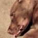 Matt Skiles - Facebook