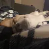 matthew.steffes - @love_dog_videos - TikTok