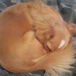 Matt Steinhoff - @chuckpoochy - Instagram
