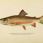 Matt Sutherland - @fishplusflies - Instagram