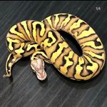 Matt Sutherland - @the_serpent_shed - Instagram