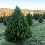 Matt @ Noosa christmas trees - @noosachristmastrees - Instagram