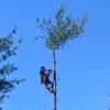 Matt tree service - @matt.treeservice0 - TikTok