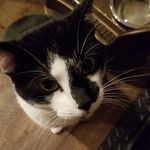 matthew evan amore - @mungos_dad - Instagram