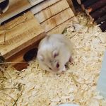 Hammie Time - @apollo.and.matthew - Instagram
