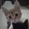 Matthew Applegate - @matthewapplegate - TikTok
