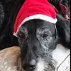 Mathew Appleton  - @mattywatty1234 - TikTok