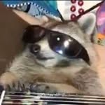Matthew Ard - @trashpanda5220 - Instagram