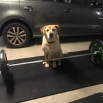 Matthew Axe - @axey_fitness - Instagram