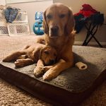 Matthew, Julia, Rambo, & Beckham - @th3goldens_ - Instagram