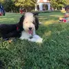 Matthew Bernardi - @matthew.bernardi - TikTok