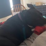 Matthew Bierlein - @lilpun001 - Instagram