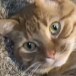 Matthew Bourque - @nuggs.sauce - Instagram