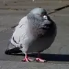 matthewbremner527 - @matthewbremner527 - TikTok