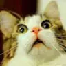 Matthew Broder - @matthewbroder - TikTok
