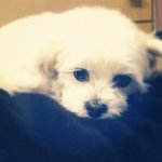 Matthew Brust - @matthewbrusth - Instagram
