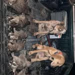 Matthew Cates - @duckslayer_223 - Instagram