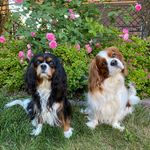 Кавалер Кинг Чарльз Спаниель:🐶Мэттью & Эвелина🐶 - @_cavaliers_matthew_and_evi - Instagram