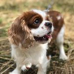 Matthew Ca - @matthew.cavalier - Instagram