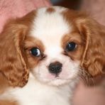 Matthew the Cavalier King Charles Spaniel - Facebook