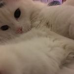 Matthew Chiasson - @matthew.chiasson.777 - Instagram