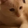 matthewchua - @mchua8939 - TikTok