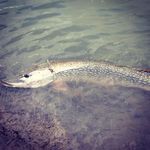Matthew Coderre - @codi3423 - Instagram