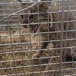Matthew Combs - @matthew19bobcat - Instagram