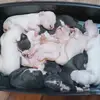 Matthew Cottrell - @matthew.cottrell - TikTok