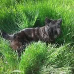 Matthew Cropley - @sonicmat - Instagram