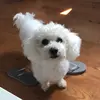 Matthew Ding - @matthewding - TikTok
