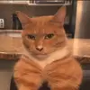 matthewdomenech6 - @matthewdomenech6 - TikTok