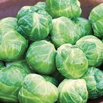 Matthew Duda - @big_brussel_sprouts - Instagram