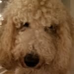 Matthew Duque - @matthew_duque72 - Instagram