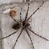 Matthew Ensor469 - @genghiskhansballs - TikTok