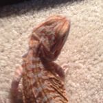 Matthew Folsom - @reptiles4ever28 - Instagram