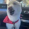 Matthew Formby - @fromboii - TikTok