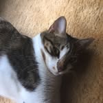 Izzy Matthew Fritch - @izzy_cat3 - Instagram