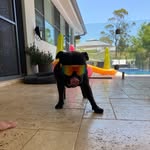 Matthew Garratt - @pityviper - Instagram