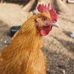 Matthew & Gavin - @chickensmatter2629 - Instagram