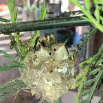 Matthew St Germain - @sanctuary_succulents - Instagram