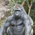Matthew Silverback Gober - @mgober2 - Instagram