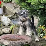 BeeBee Schnauzer - @grattonmatthew - Instagram