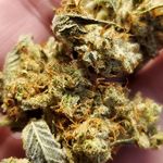 Matthew Gribble - @gribb710 - Instagram