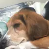Matthew Hanks - @matthew.hanks - TikTok