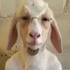 Mathew HASLER - @mathew.hasler - TikTok
