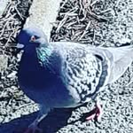 Matthew Haynes - @malaysian_moose_ - Instagram
