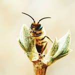 Matthew Hendley - @theskinnybeeman - Instagram