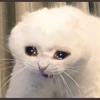 Matthew Jasmin - @supercatsupercat0 - TikTok