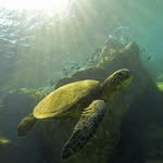 matthew kibler - @kibler_bigislandphotos - Instagram